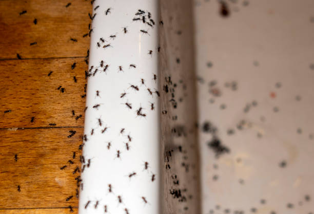 Wasp Removal Services in Lake Butler, FL