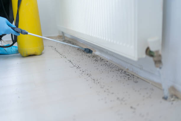 Flea Control Services in Lake Butler, FL